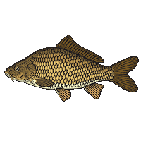 Carpe Sticker by Pecheur.com