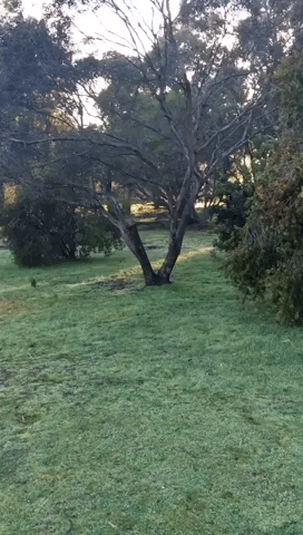 Young Kangaroos Spar at Australian Wildlife Shelter