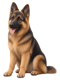 German Shepherd Sticker by MISTER WOOF