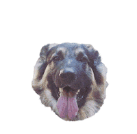 German Shepherd Dog Sticker by Pup-Peroni®