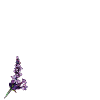 Lavanda Garnier Bio Sticker by trnd