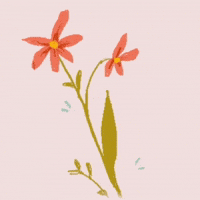 anna_agnes animation flowers agnes annacolman GIF