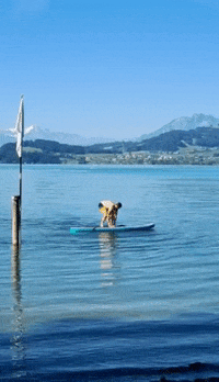 Standup Standuppaddle GIF by smart-me
