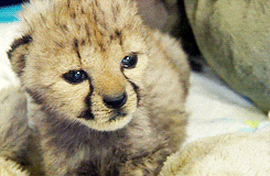 sleepy baby GIF