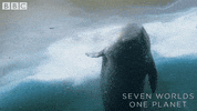 Fun Splashing GIF by BBC Earth