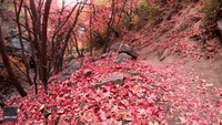 Calming Crunch of Autumnal Utah Leaves Will Help Your Day