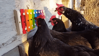 Musical Chickens Play Melody on Children's Xylophone
