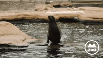So Excited Dance GIF by Memphis Zoo