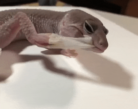 ermile giphyupload GIF