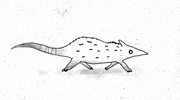 neptunyxa illustration rat walk cycle rodent GIF
