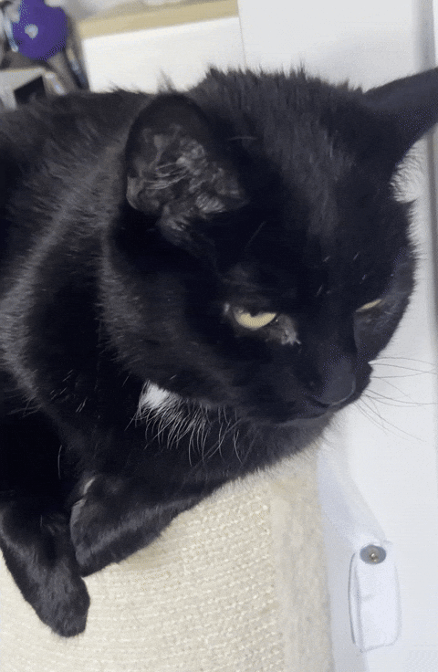 Uh Oh Cat GIF