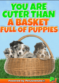 PetJuvenate petjuvenate henlo hooman fren love rescue dogs treatos and woofer for pupper GIF