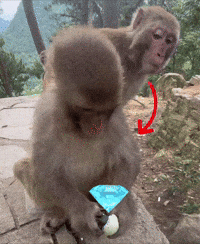 Look Peak GIF