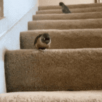 Jump Potato GIF