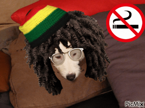 rasta GIF