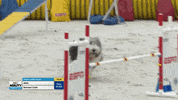 Espn Running GIF by American Kennel Club