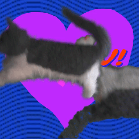 MEOW!