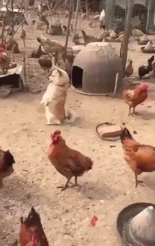 xSLYGUYx giphyupload GIF