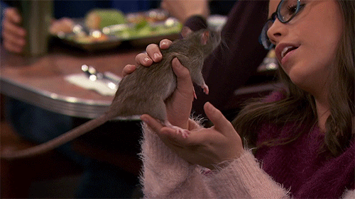 rat GIF by Nickelodeon
