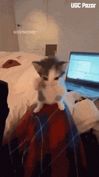 Cat Dancing GIF by UGCPazar