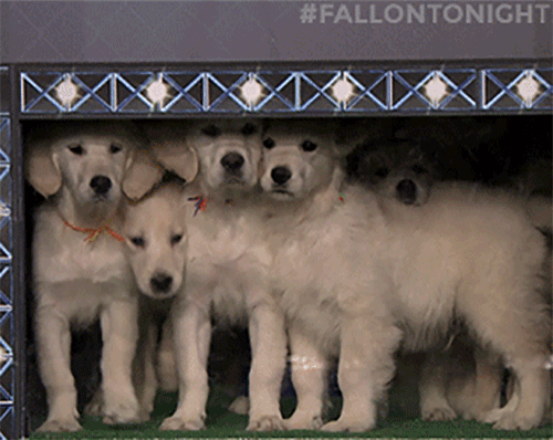 tonight show puppies GIF by The Tonight Show Starring Jimmy Fallon