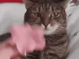Cat Vine GIF