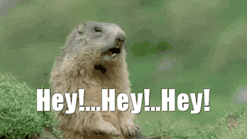 Video gif. A groundhog repeatedly calls out to something, over and over and over and over... Text, "Hey!...Hey!...Hey!"