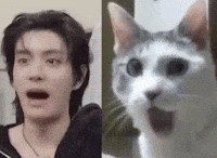 Shocked Cat GIF