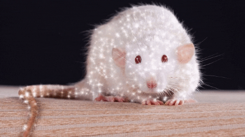 chuber giphygifmaker rat white rat twinkle rat GIF