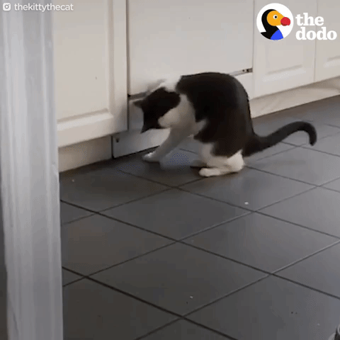 cat GIF by The Dodo