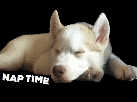 itsmesuurruh giphygifmaker dog puppy sleep GIF