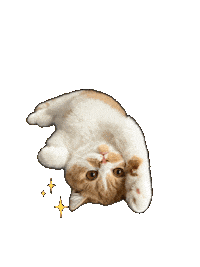 Cat Kitty Sticker