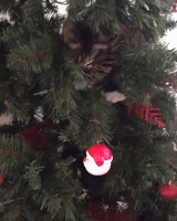 Cat in a Christmas Tree Goes Fishing For Santa Baubles