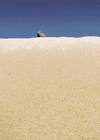 happy beetle GIF