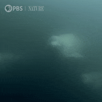 Pbs Nature Swimming GIF by Nature on PBS