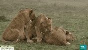 rain africa GIF by BBC Earth
