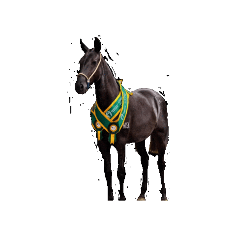 Mangalarga Sticker by Haras Misk