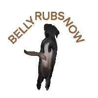 Belly Rubs Now Sticker