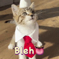 Love You Cat GIF