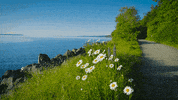 Flowers Landscape GIF