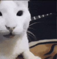 Cat Car GIF
