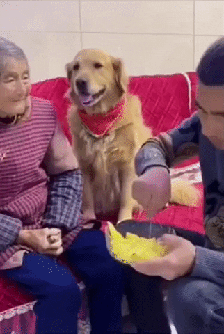 cuteanimalland giphyupload GIF