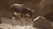 baby animals kid GIF by San Diego Zoo