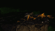 burn GIF