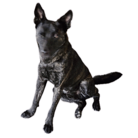 Blink 開心 Sticker