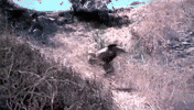 falling down GIF