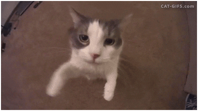 BengalBeats giphyupload GIF