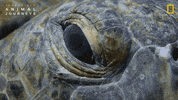 National Geographic Ocean GIF by Nat Geo Wild