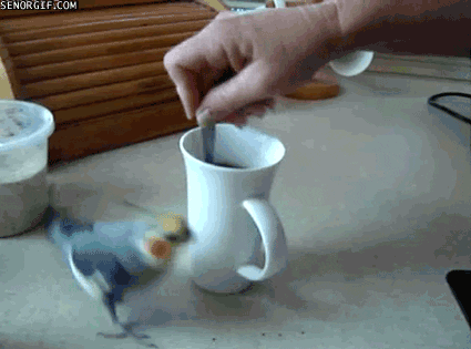 Rudyamon giphyupload coffee cup parrot GIF