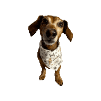 Star Wars Lily Sticker by Geekster Pets